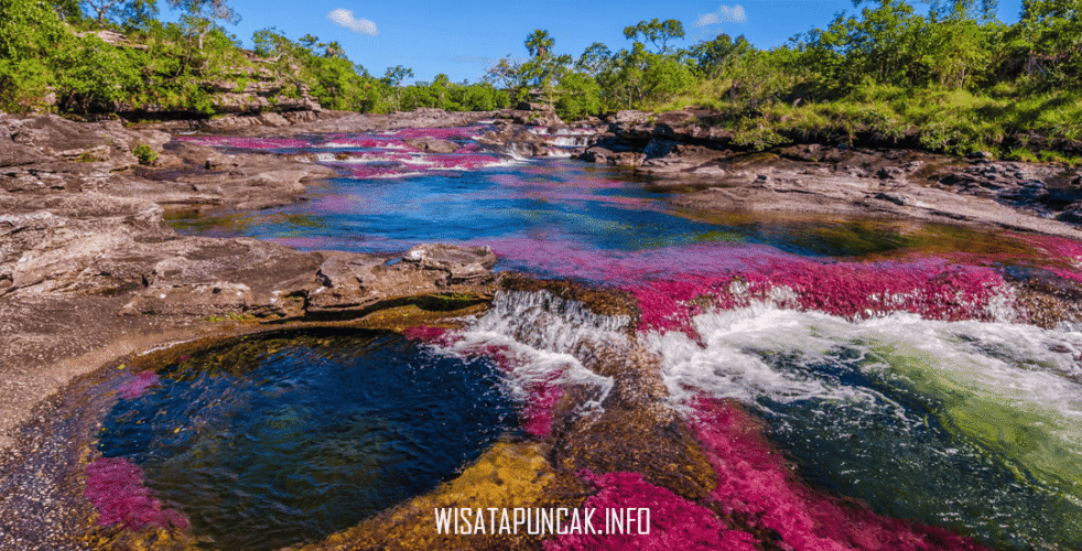 Caño Cristales