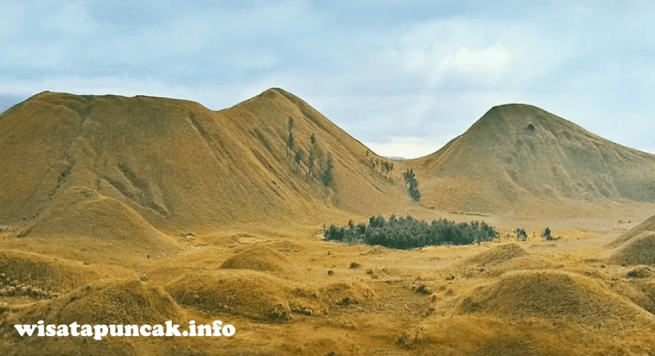 wisatapuncak