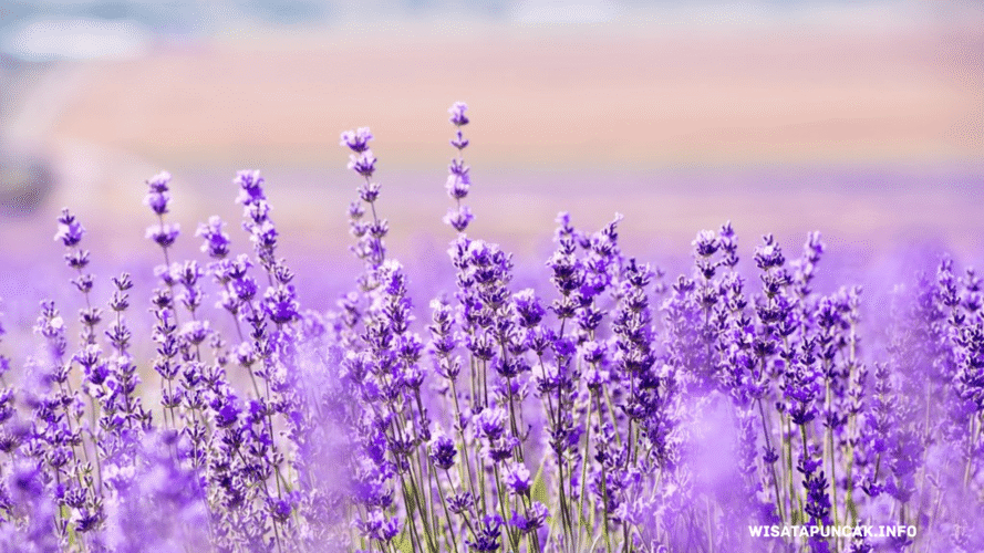 wisatapuncak.info