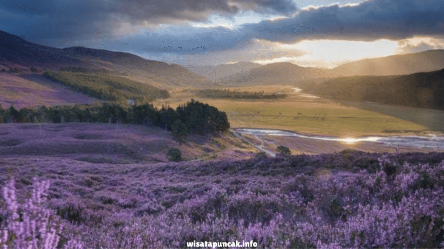 wisatapuncak.info