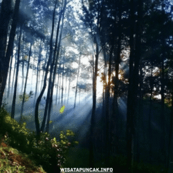 wisatapuncak.info