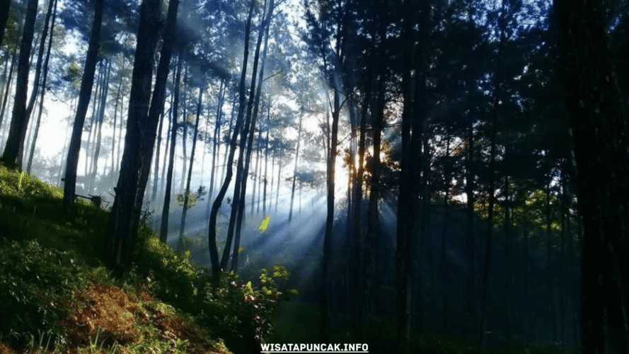 wisatapuncak.info